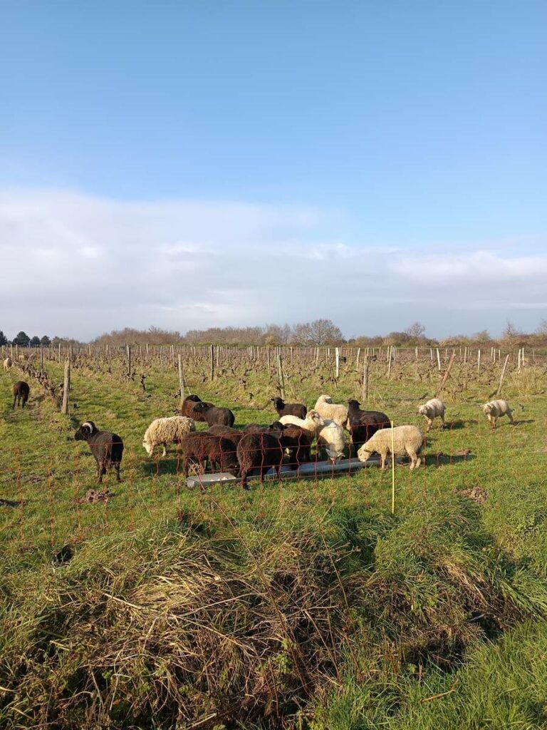 vignoble bio moutons vignes des Sylphes vins cave à vin Nantes quartier Procé Guist'Hau Bastille Toutes Joies Monselet