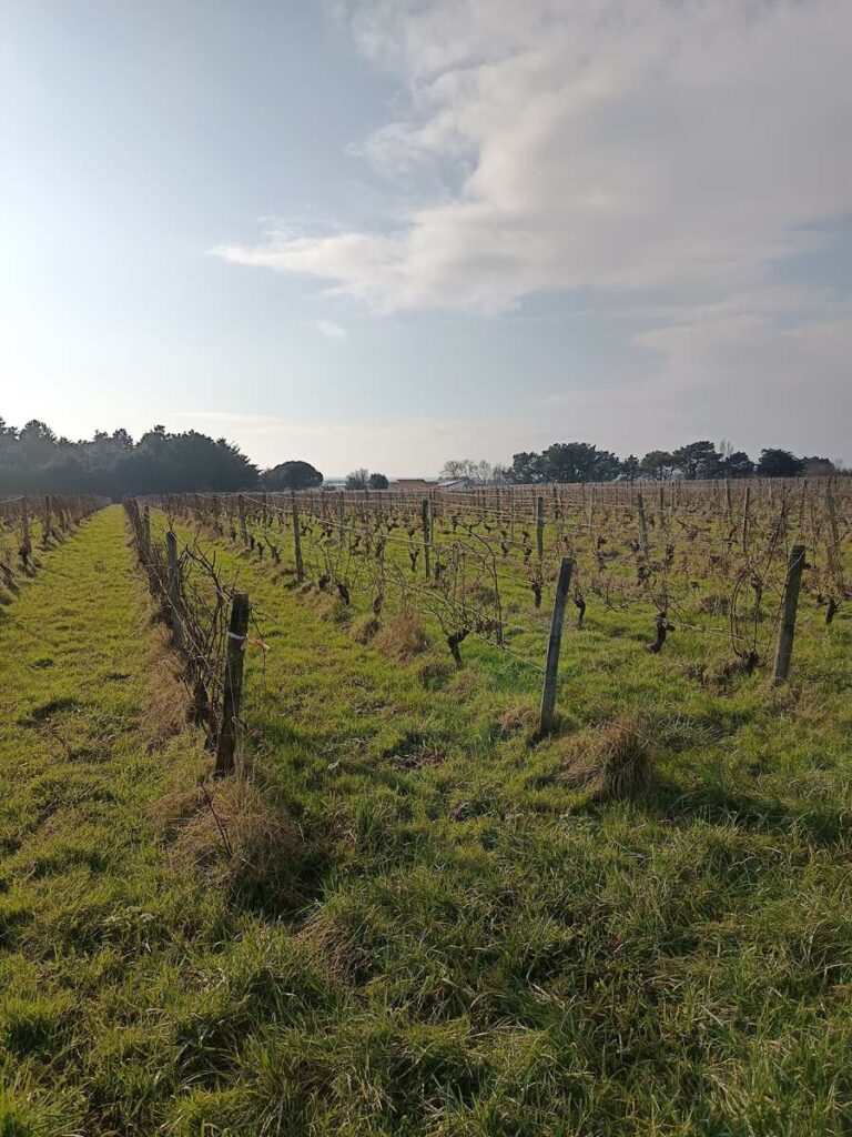 vignes bio domaine des Sylphes Les Moutiers en Retz vin conversion bio caviste Nantes centre